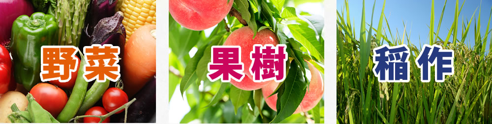 野菜・果樹・稲作
