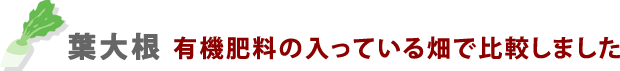 葉大根 有機肥料の入っている畑で比較しました
