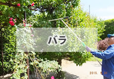 バラ