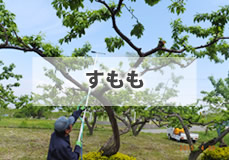 すもも