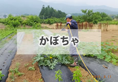 かぼちゃ