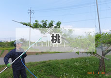 桃
